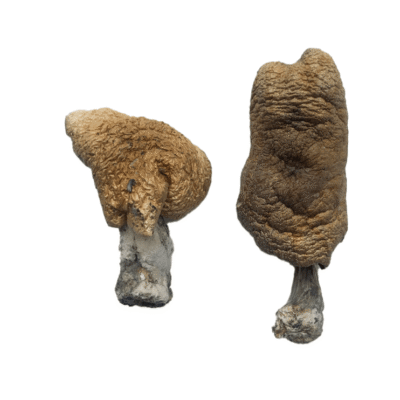 Buy Hawaiian Magic Mushrooms